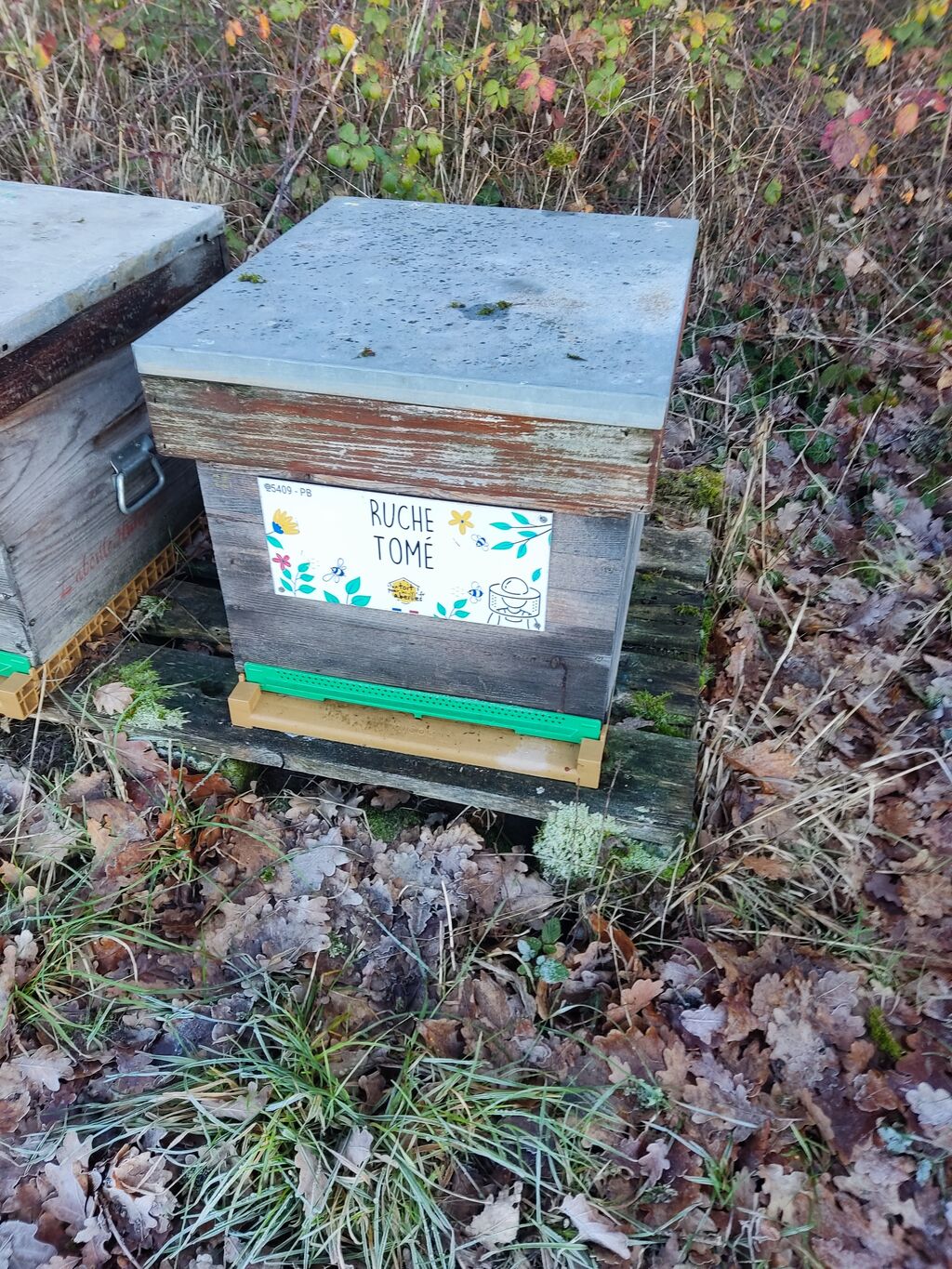 La ruche Tomé