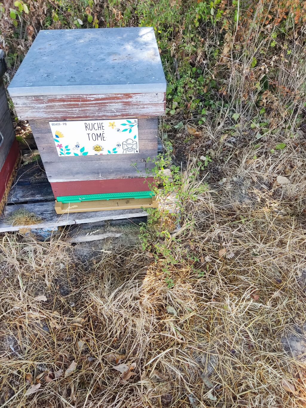 La ruche Tomé