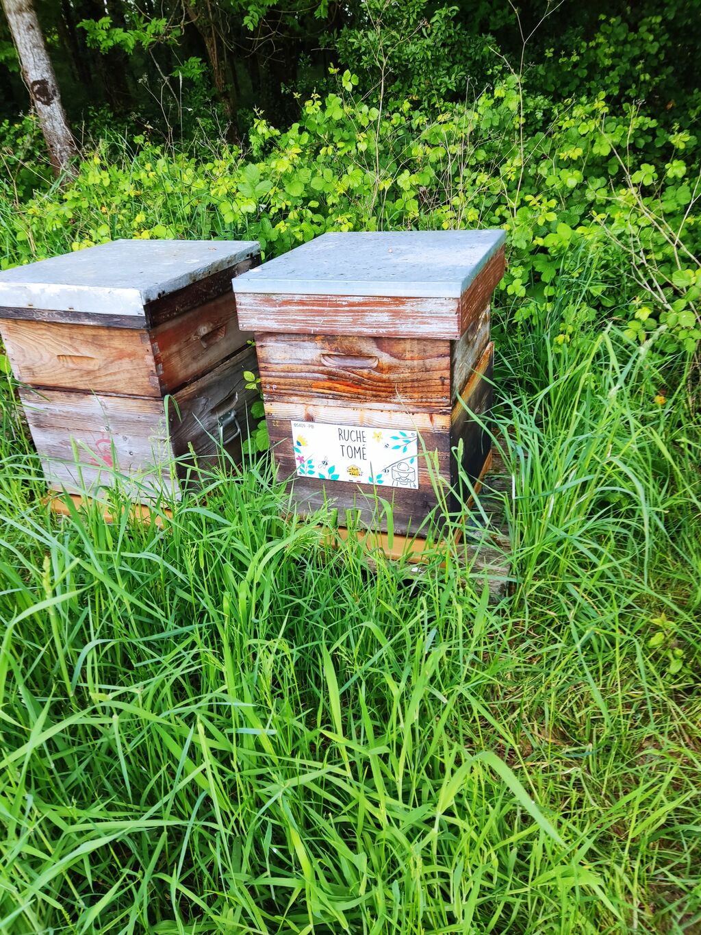 La ruche Tomé