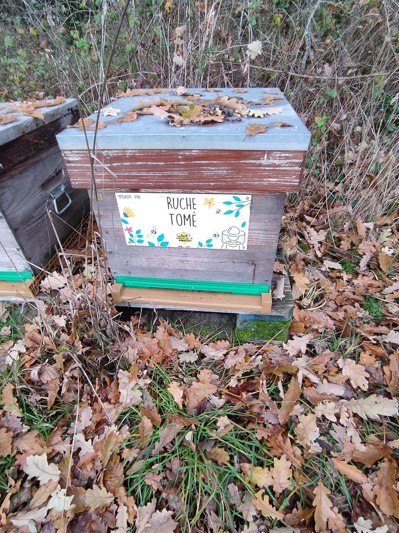 La ruche Tomé
