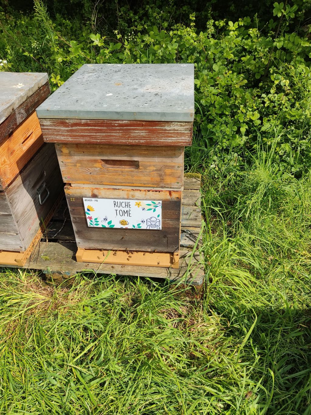 La ruche Tomé