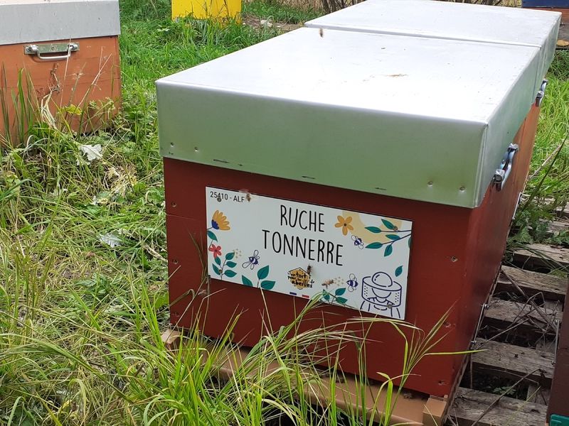 La ruche Tonnerre