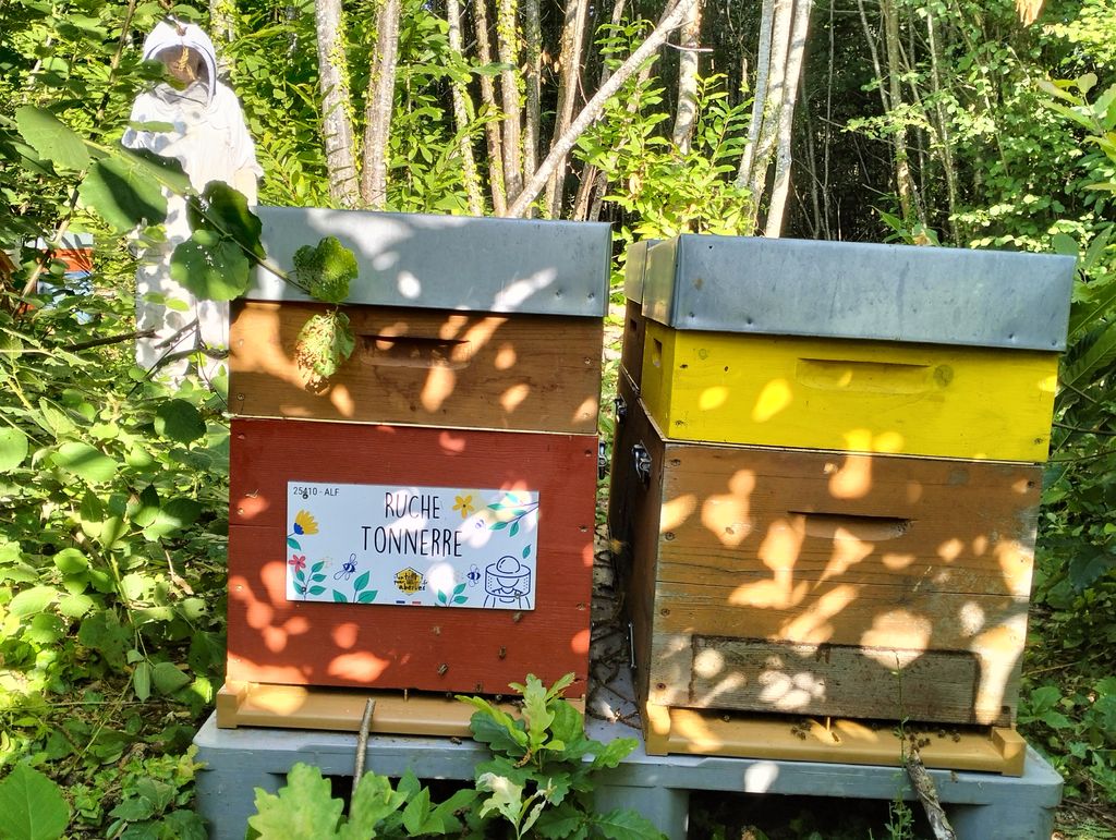 La ruche Tonnerre