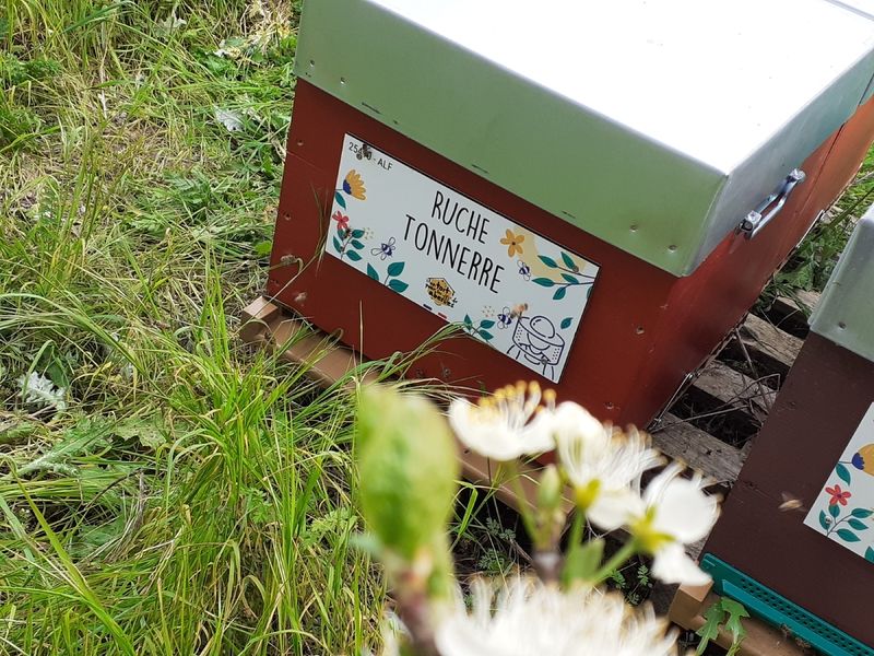 La ruche Tonnerre