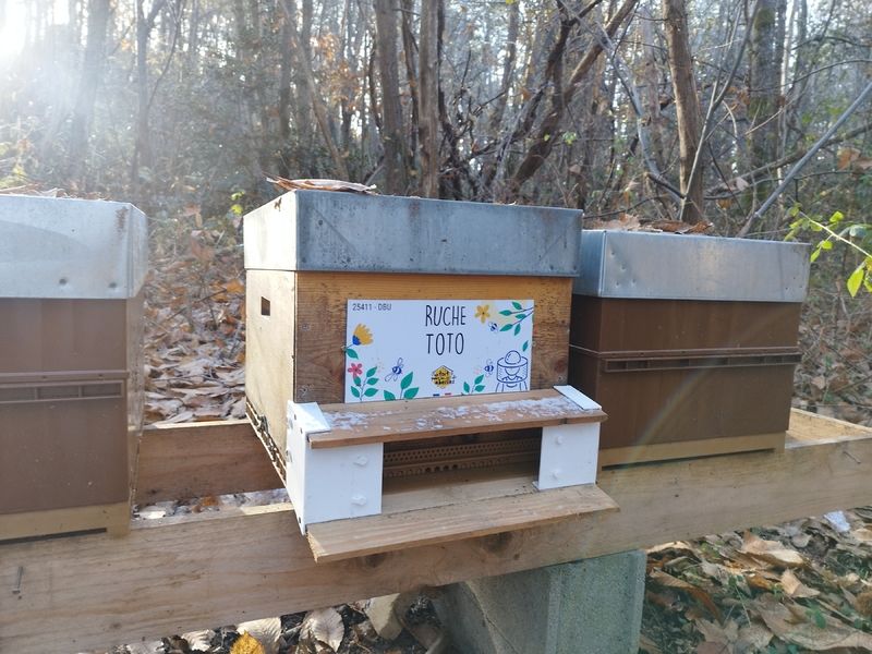 La ruche Toto