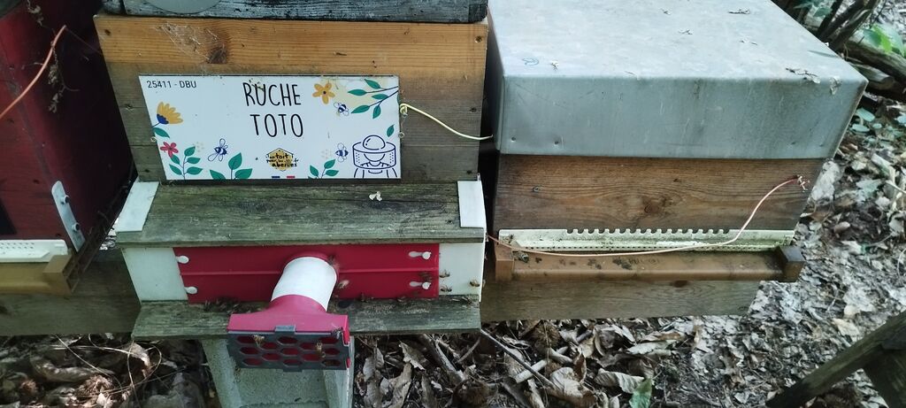La ruche Toto