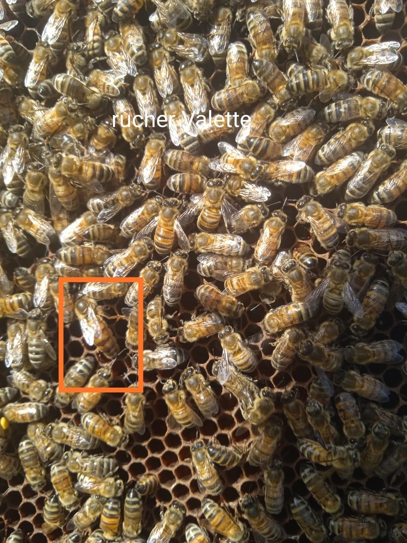 La ruche Valette