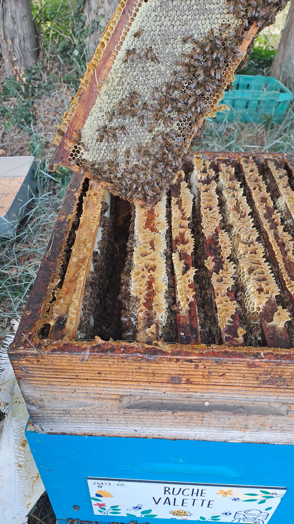 La ruche Valette