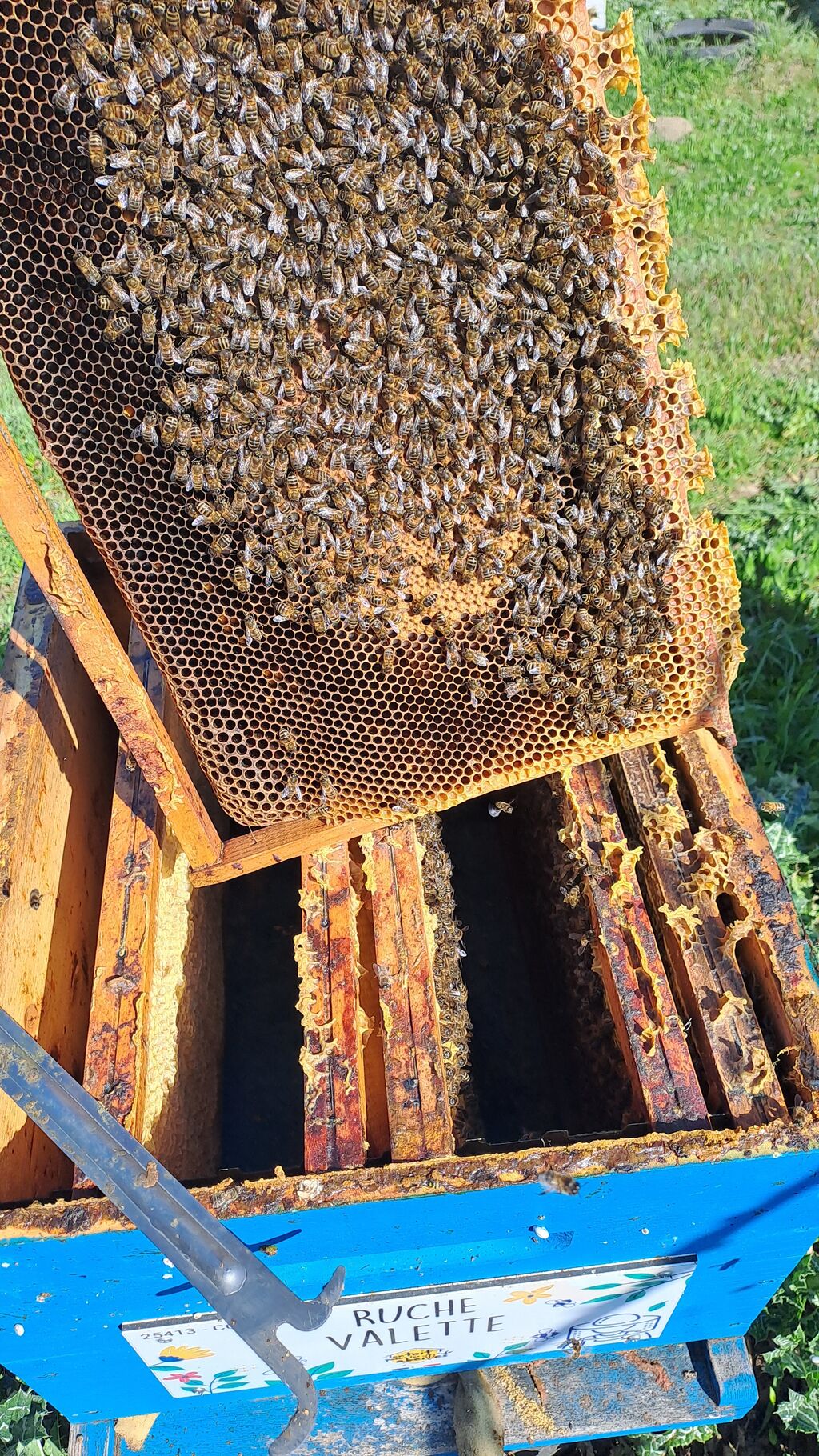La ruche Valette