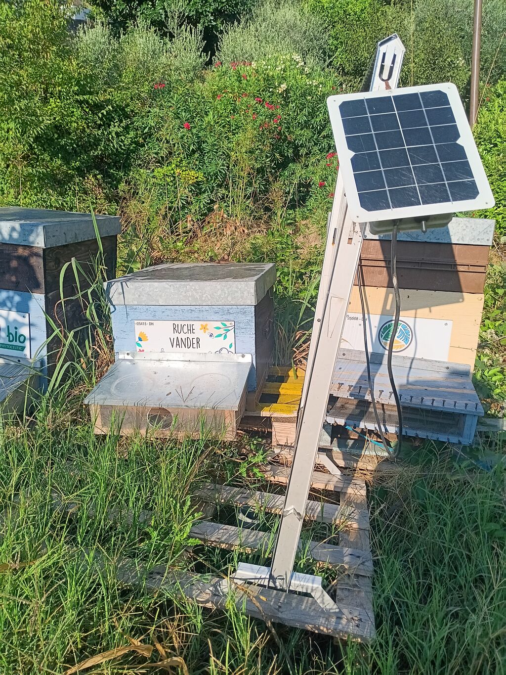 La ruche Vander