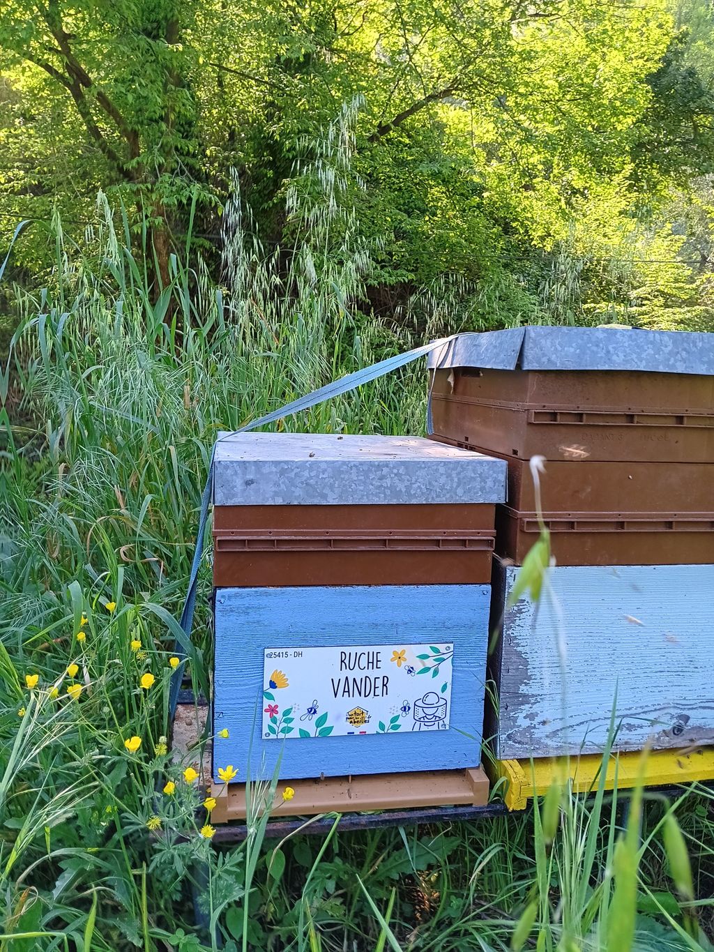 La ruche Vander
