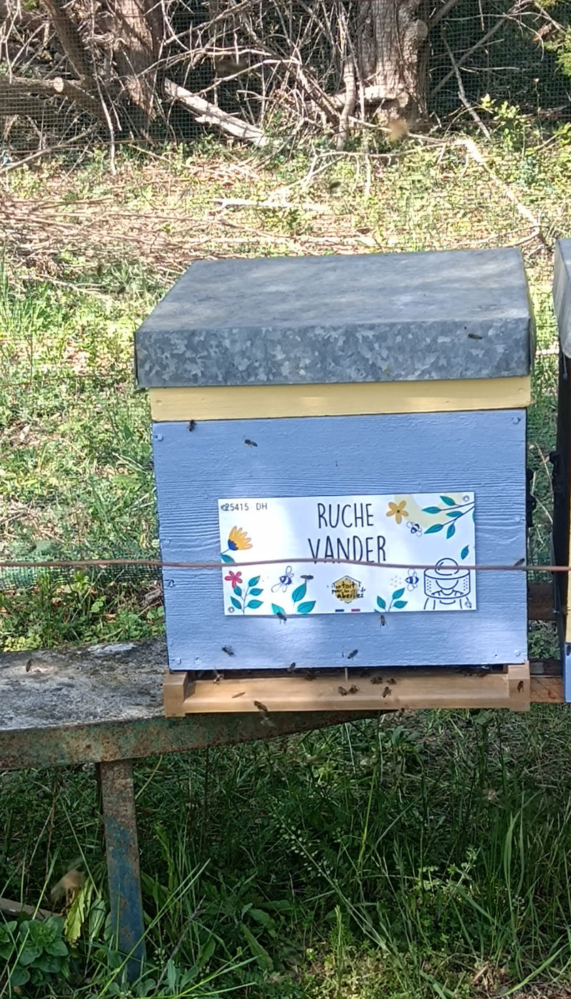La ruche Vander