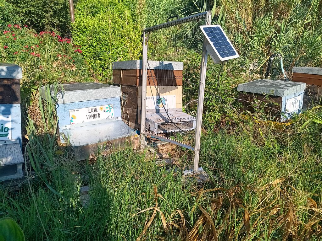 La ruche Vander