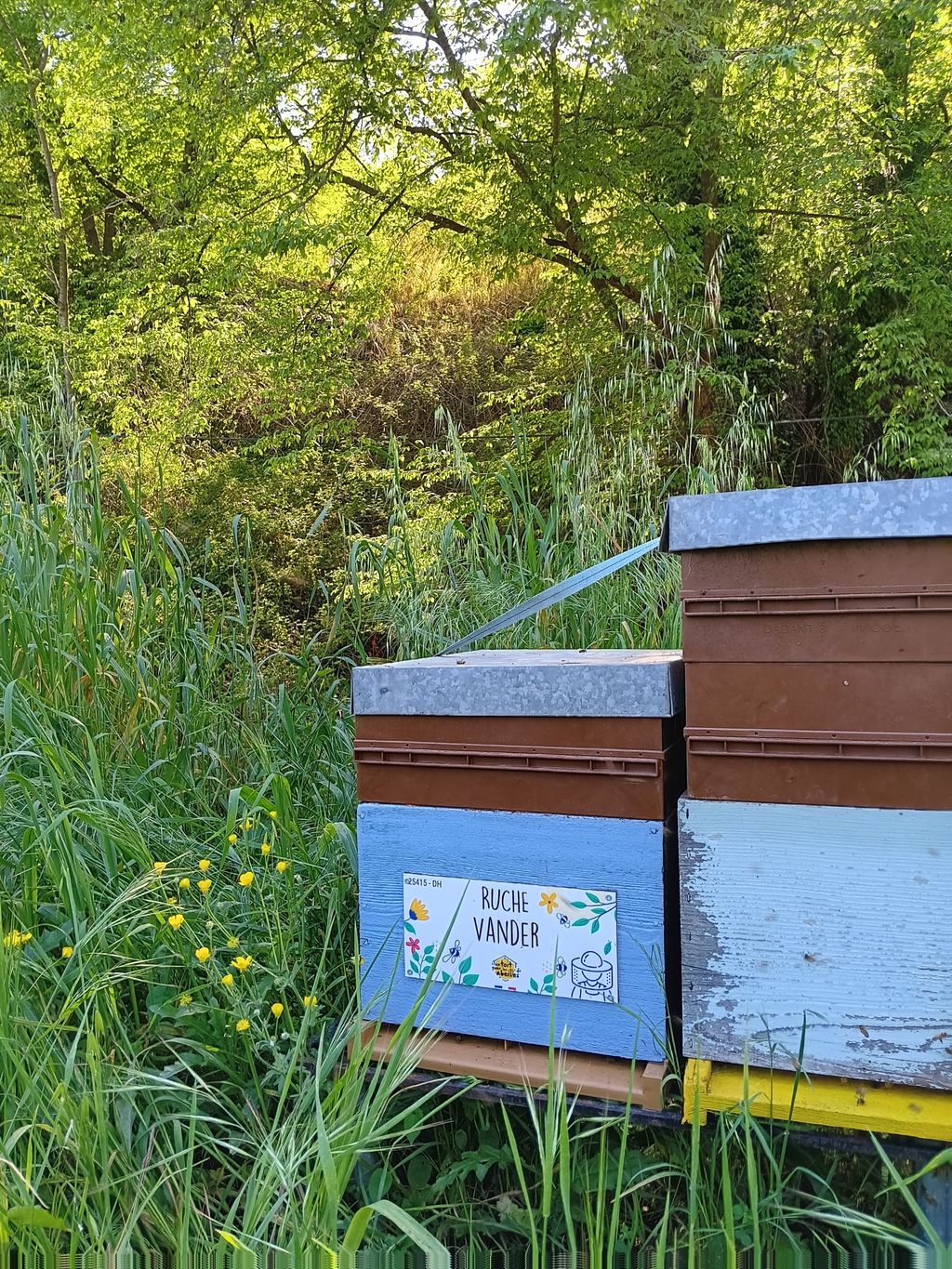 La ruche Vander