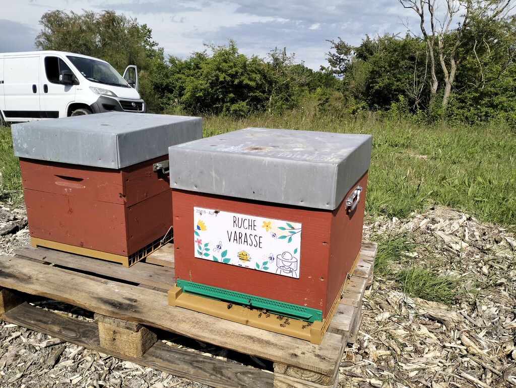 La ruche Varasse