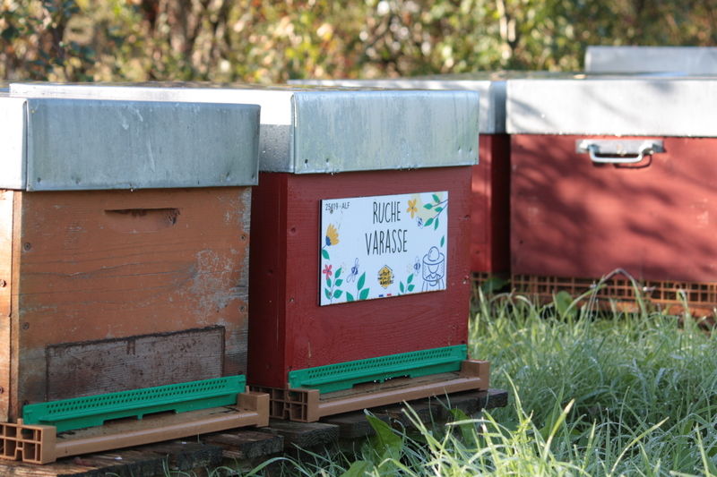 La ruche Varasse