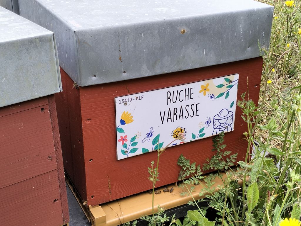 La ruche Varasse