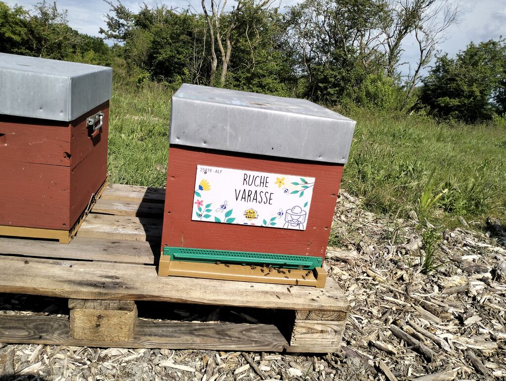 La ruche Varasse