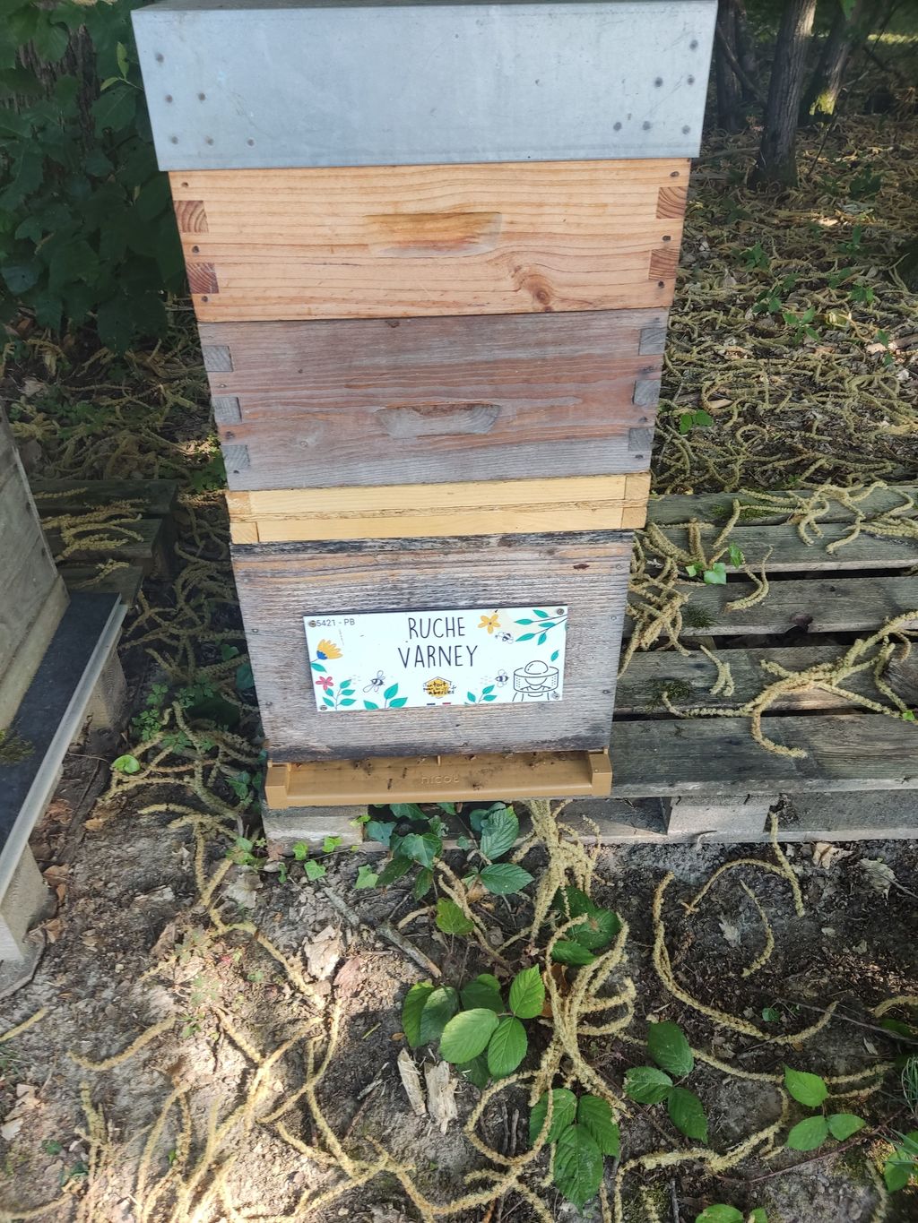 La ruche Varney
