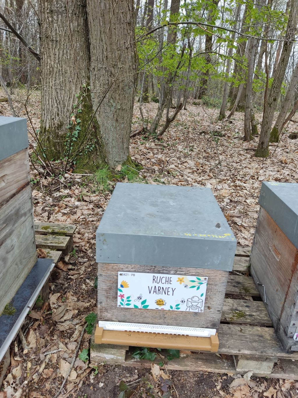 La ruche Varney
