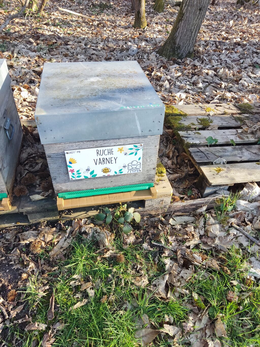 La ruche Varney