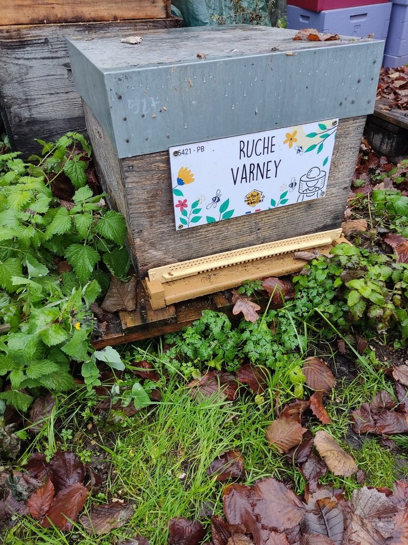 La ruche Varney