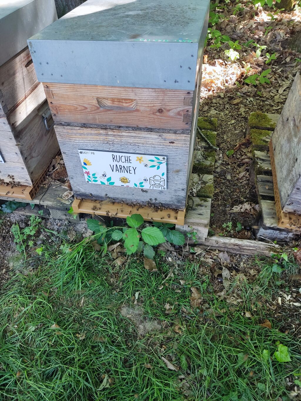 La ruche Varney