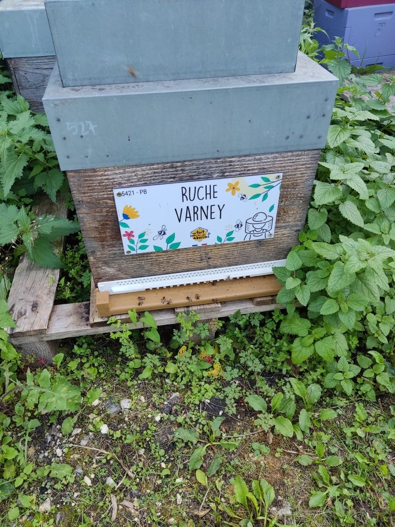 La ruche Varney