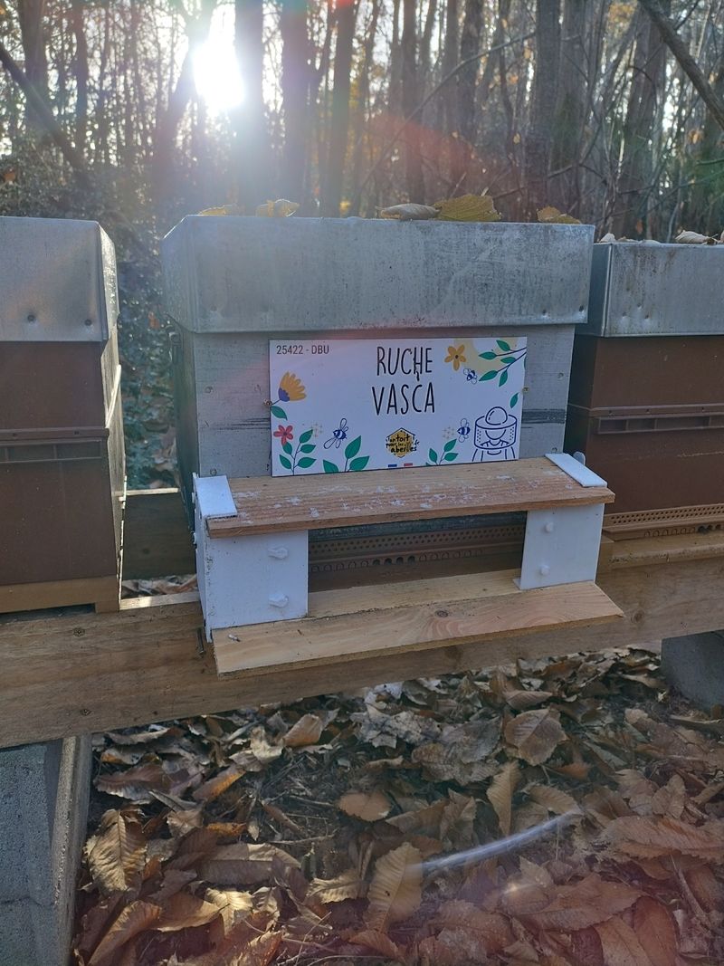 La ruche Vasca