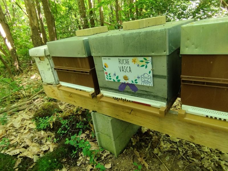 La ruche Vasca