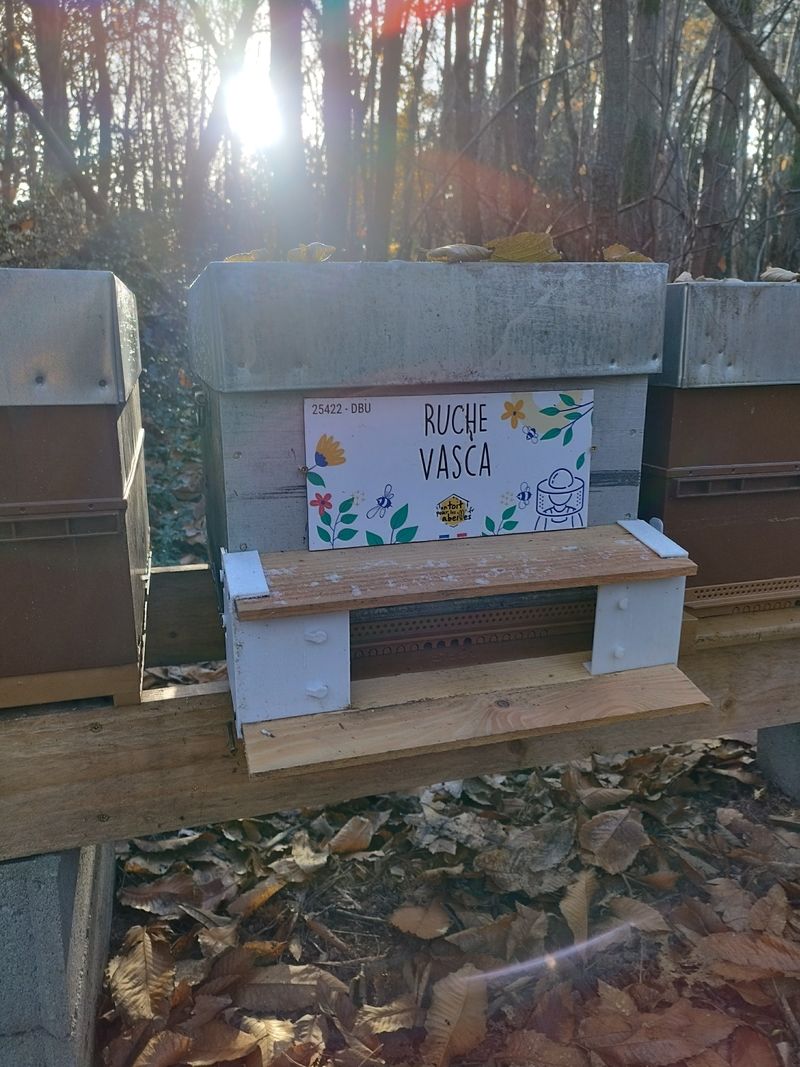 La ruche Vasca