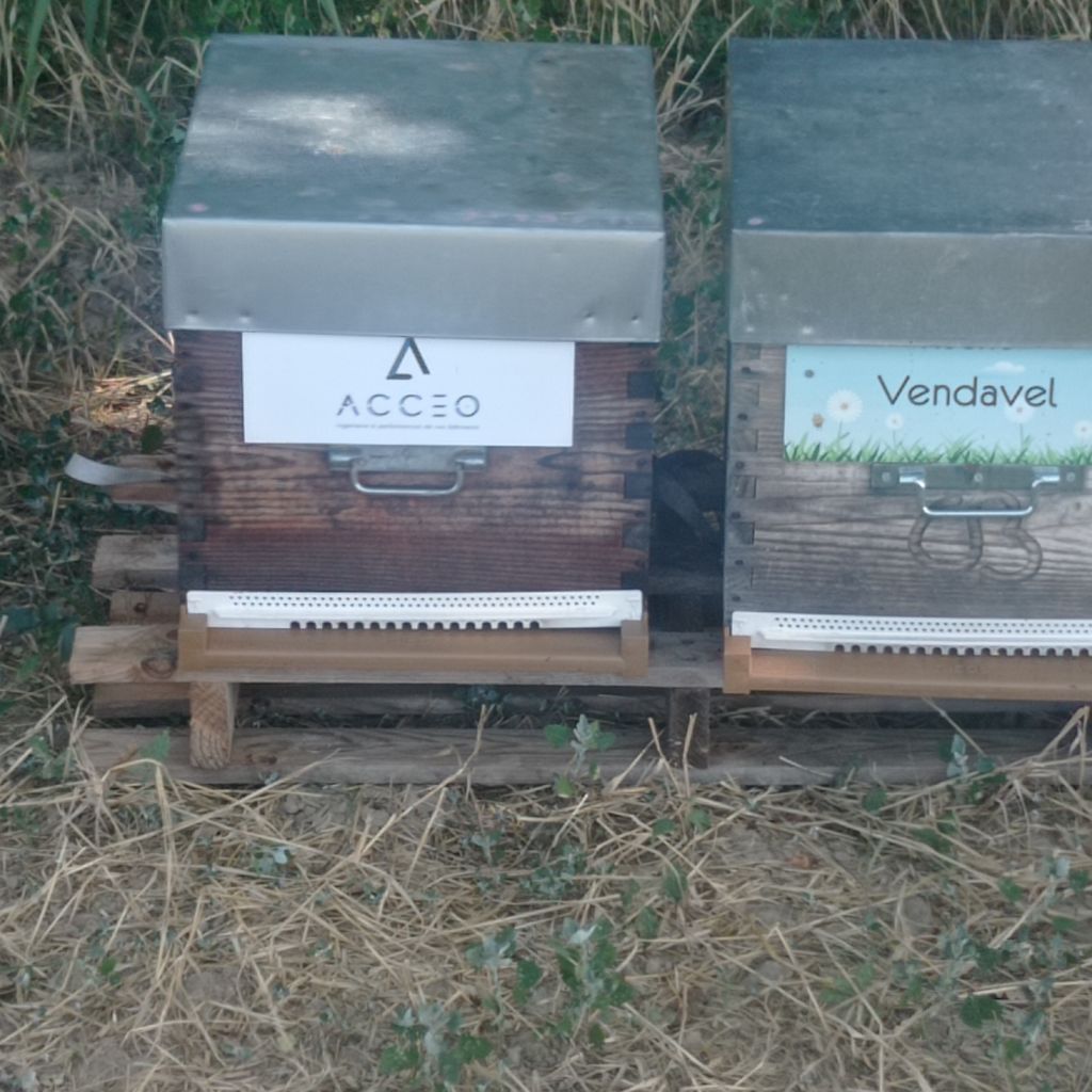 La ruche Acceo group