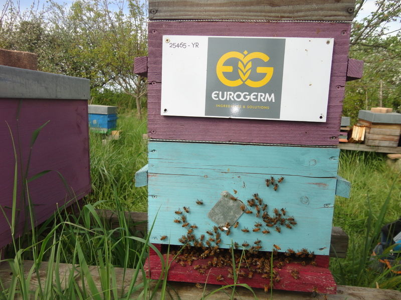 La ruche EUROGERM