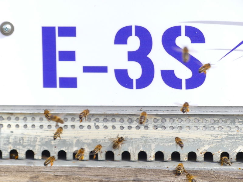 La ruche SAS E-3S