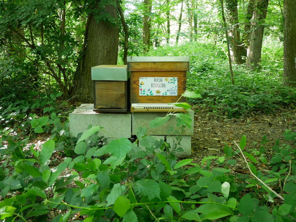 La ruche Rougean