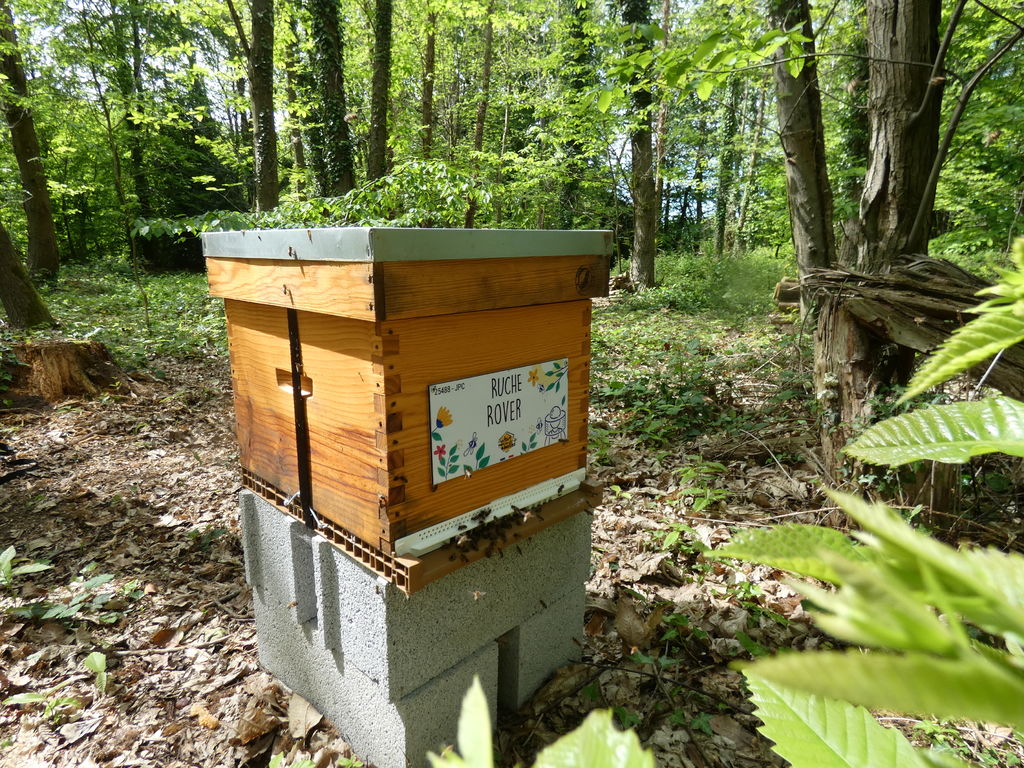 La ruche Rover 