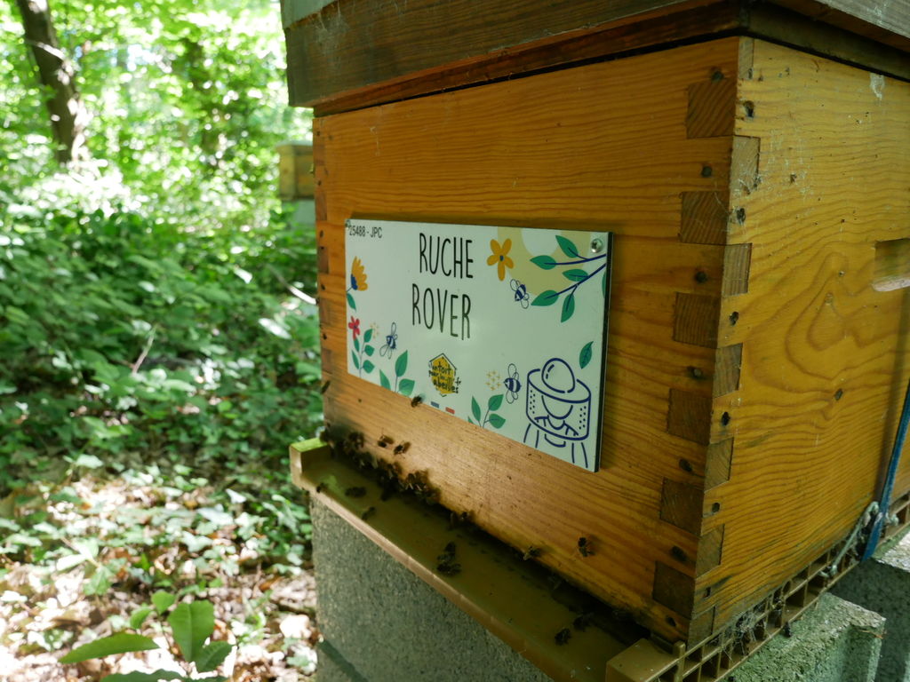 La ruche Rover 
