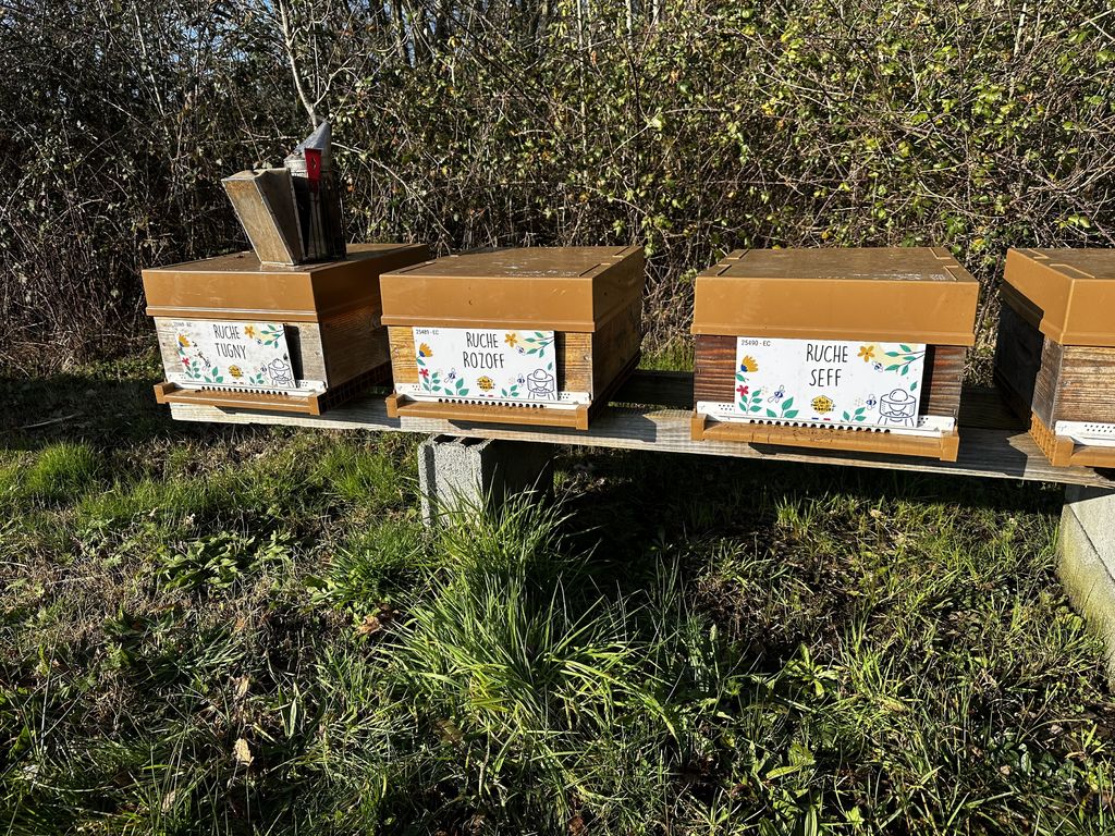 La ruche Seff