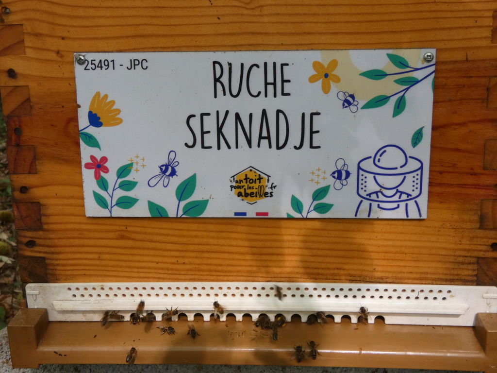 La ruche Seknadje