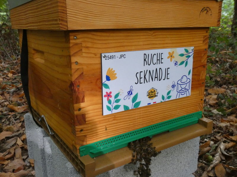 La ruche Seknadje