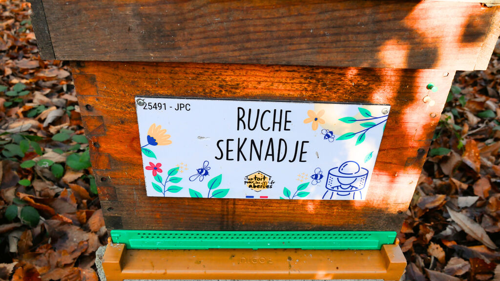 La ruche Seknadje