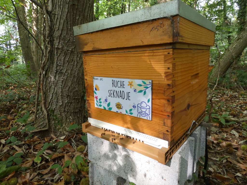 La ruche Seknadje
