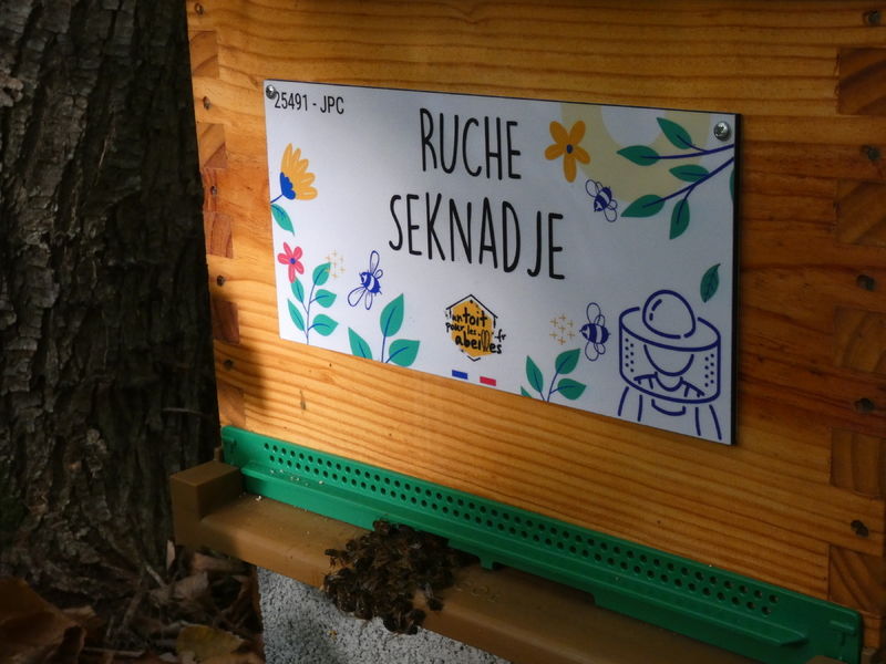 La ruche Seknadje