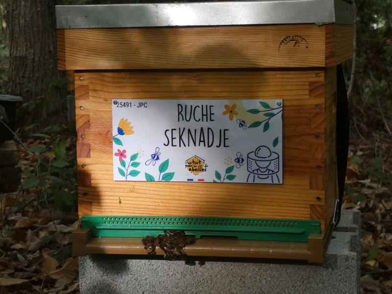 La ruche Seknadje