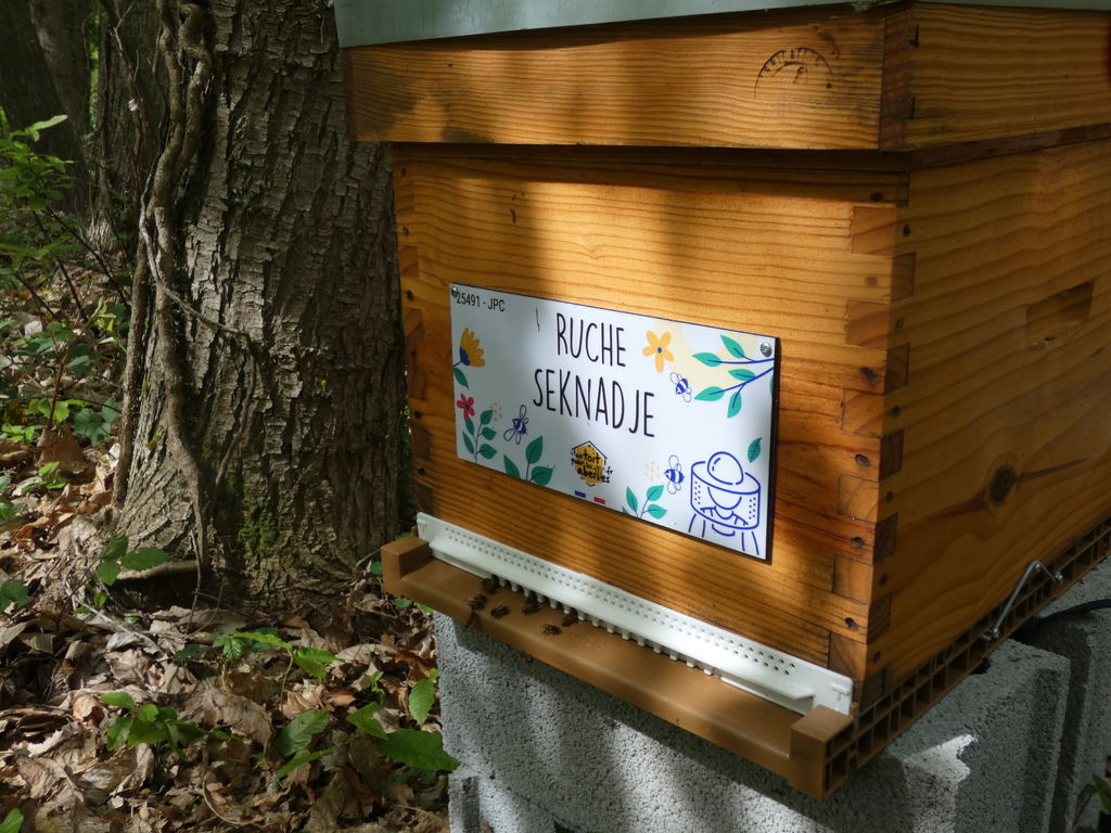 La ruche Seknadje