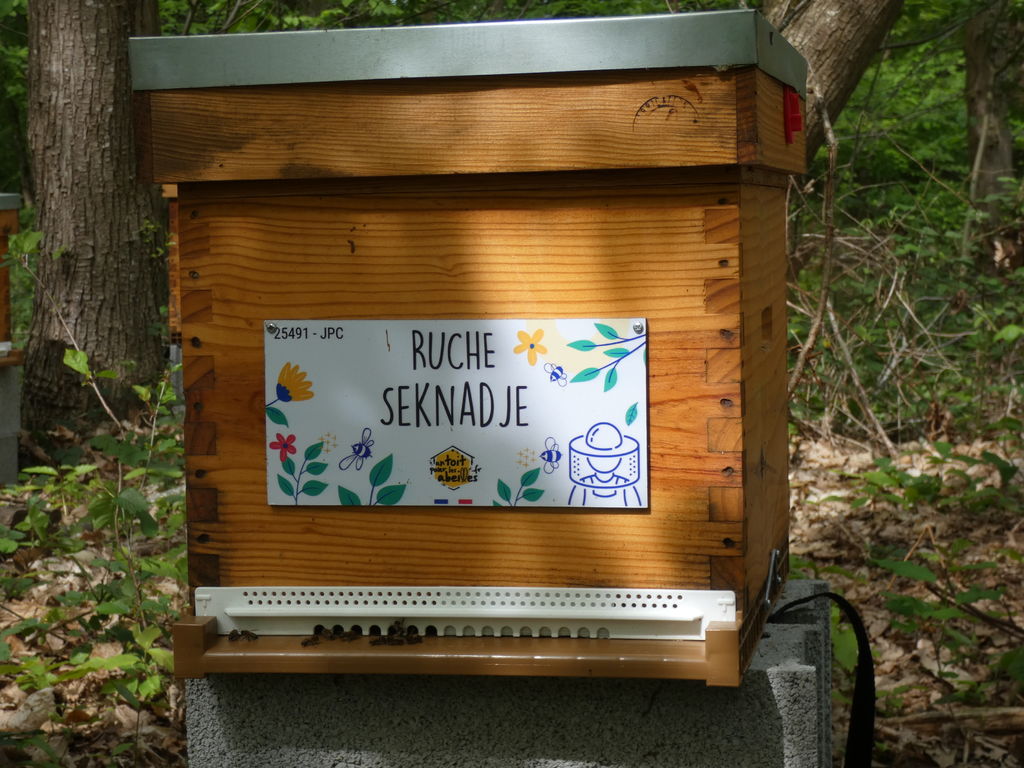 La ruche Seknadje