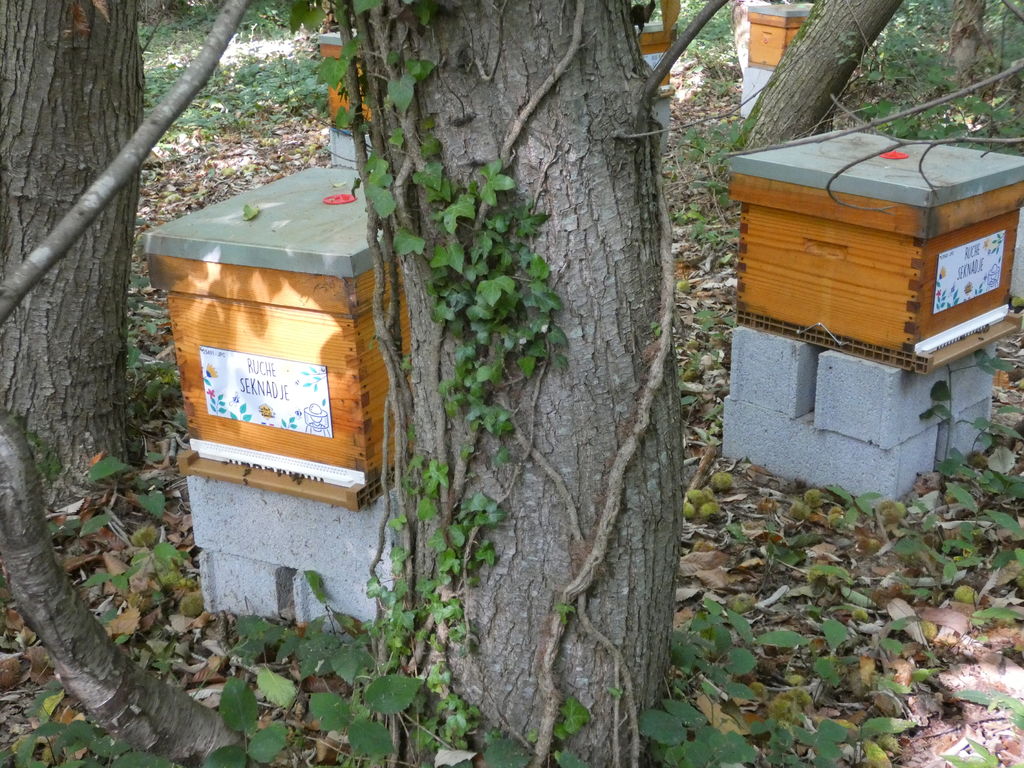 La ruche Seknadje