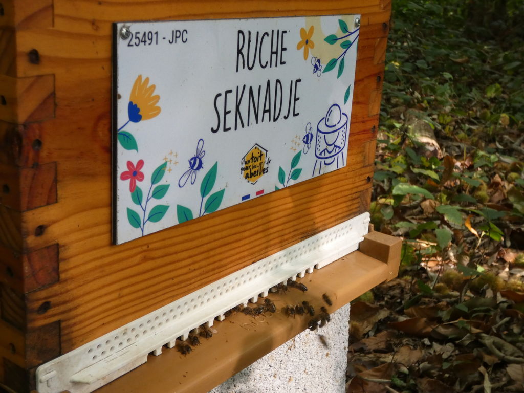La ruche Seknadje