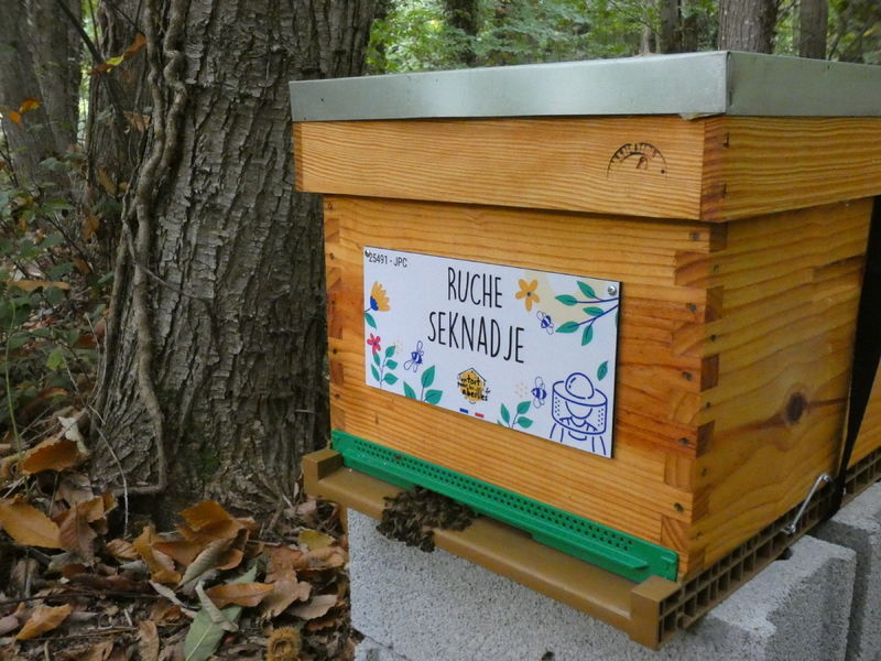 La ruche Seknadje