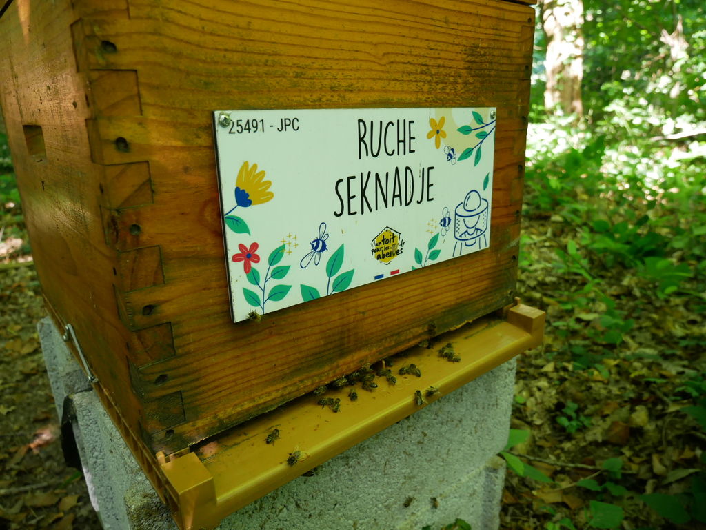 La ruche Seknadje